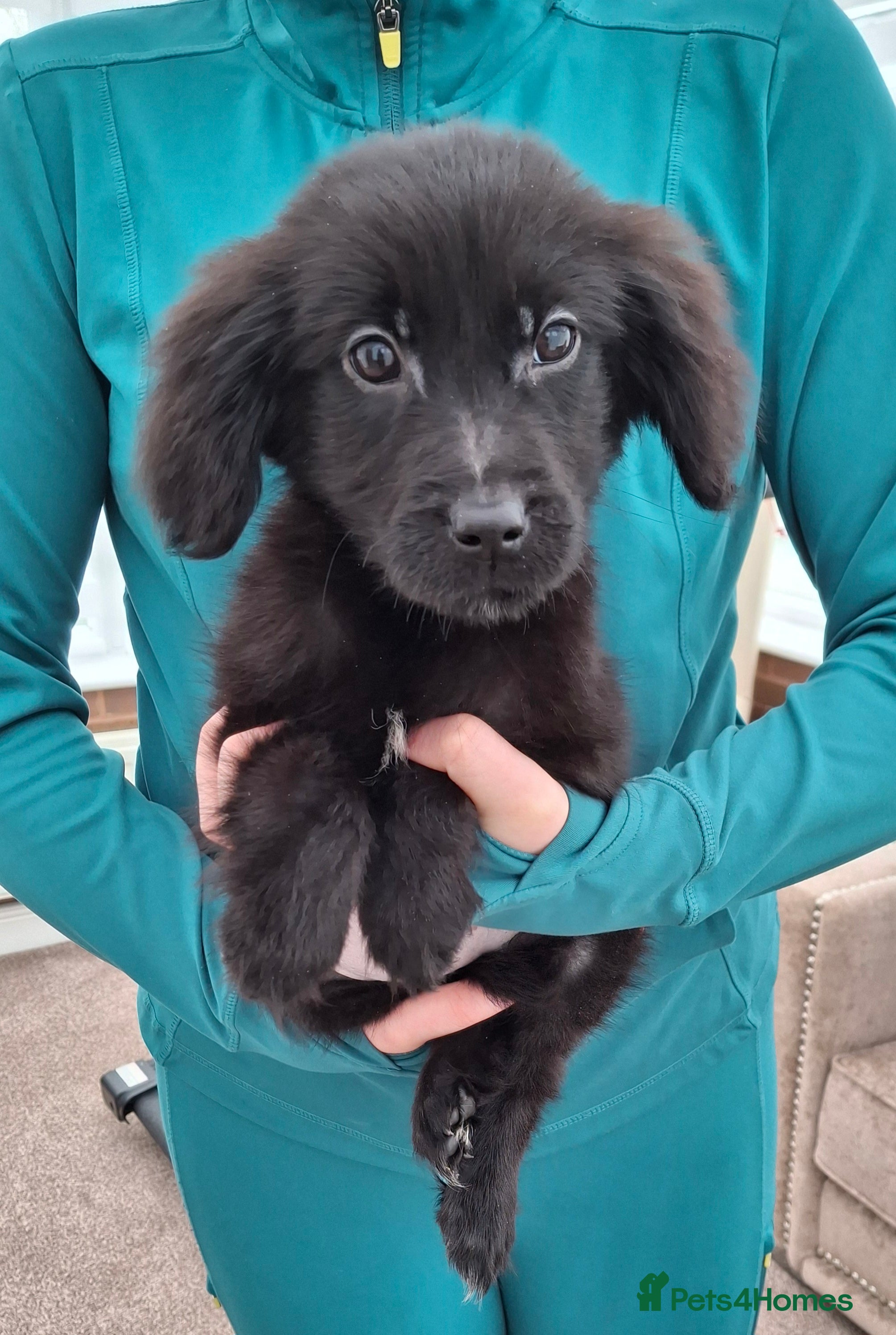 Mixed Breed dogs flat coated retriever x golden retriever puppies. - Advert 2