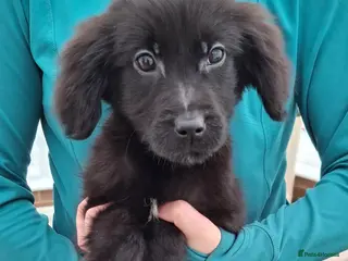 Mixed Breed dogs flat coated retriever x golden retriever puppies. - Advert 2