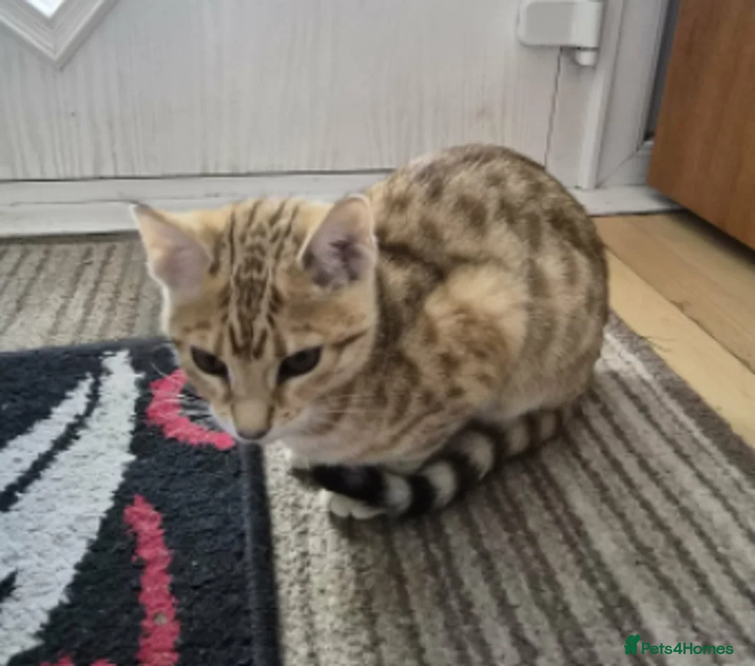 Bengal cats for sale: Ginger Bengal Kitten - Advert 1