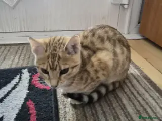 Bengal cats Ginger Bengal Kitten - Advert 1