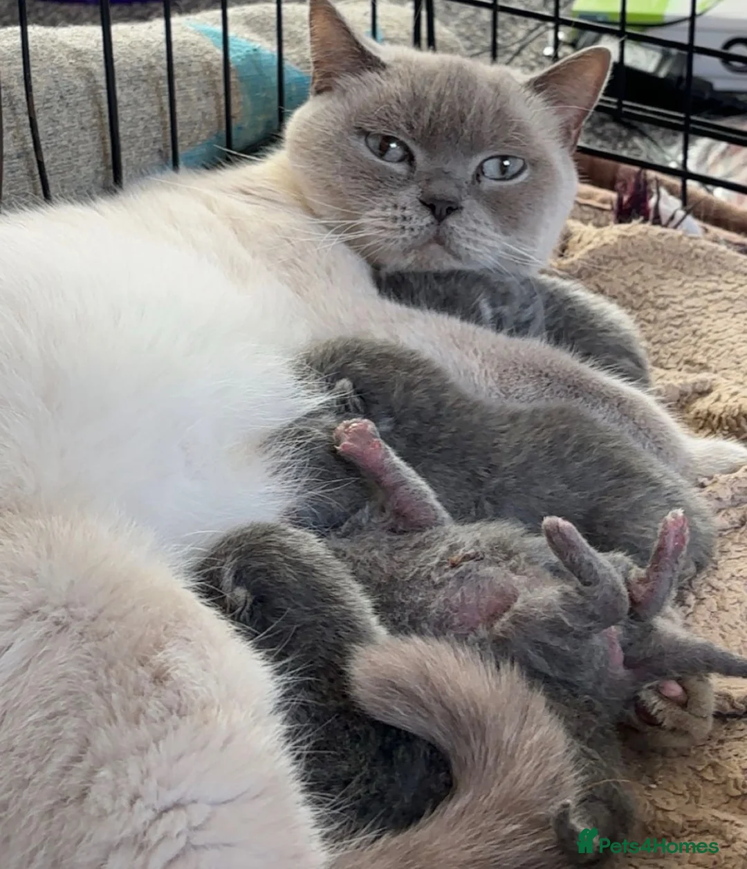 British Shorthair cats for sale: Two stunning British short haired male kittens  - Advert 2