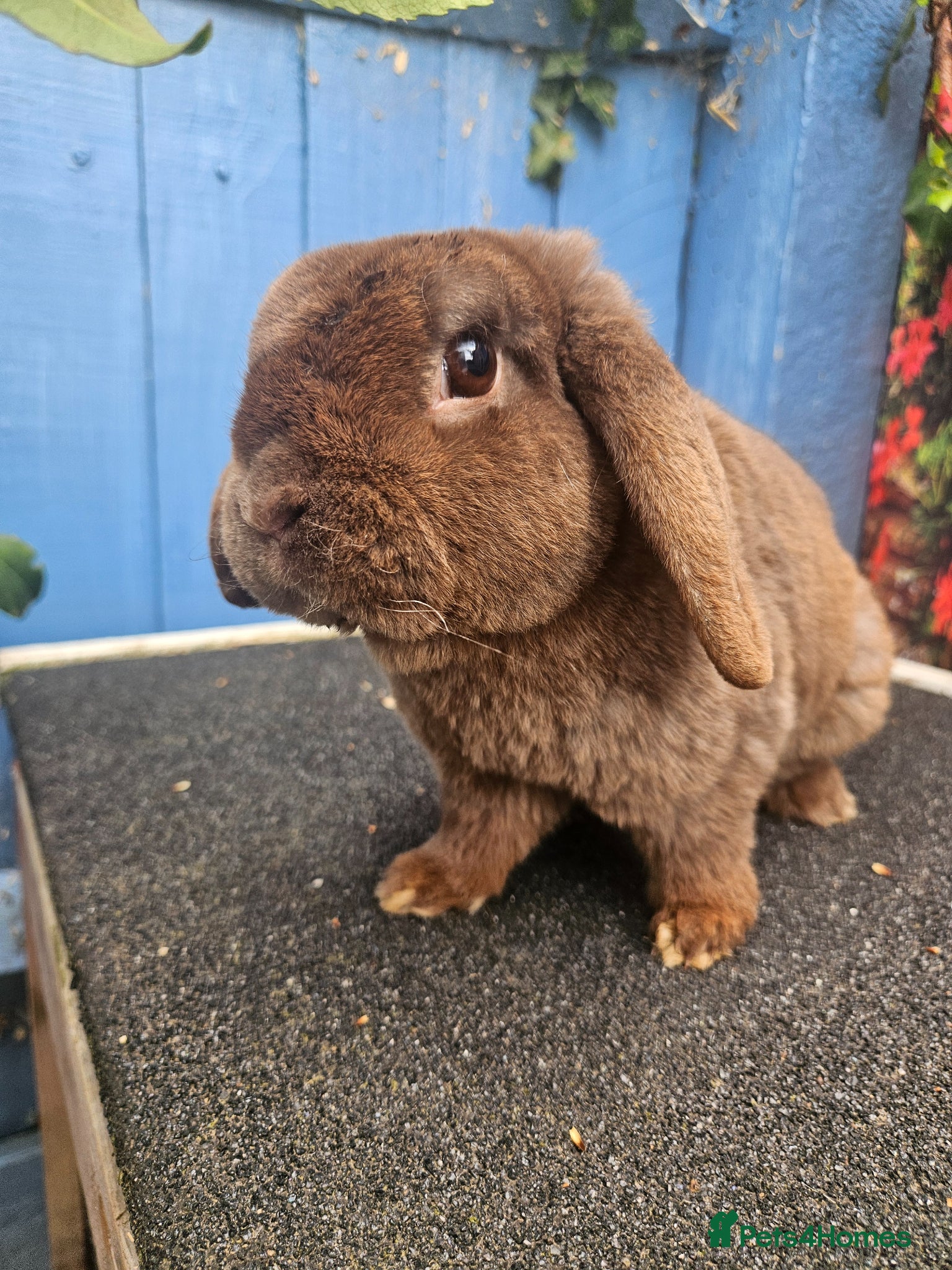 Mini Lop rabbits Mini Plush Lop Wellbeing / Support Bunny - Advert 1