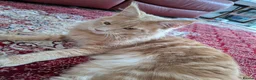 Maine Coon cats for sale: Beautiful Mainecoon cat (comes with everything)  - Advert 12