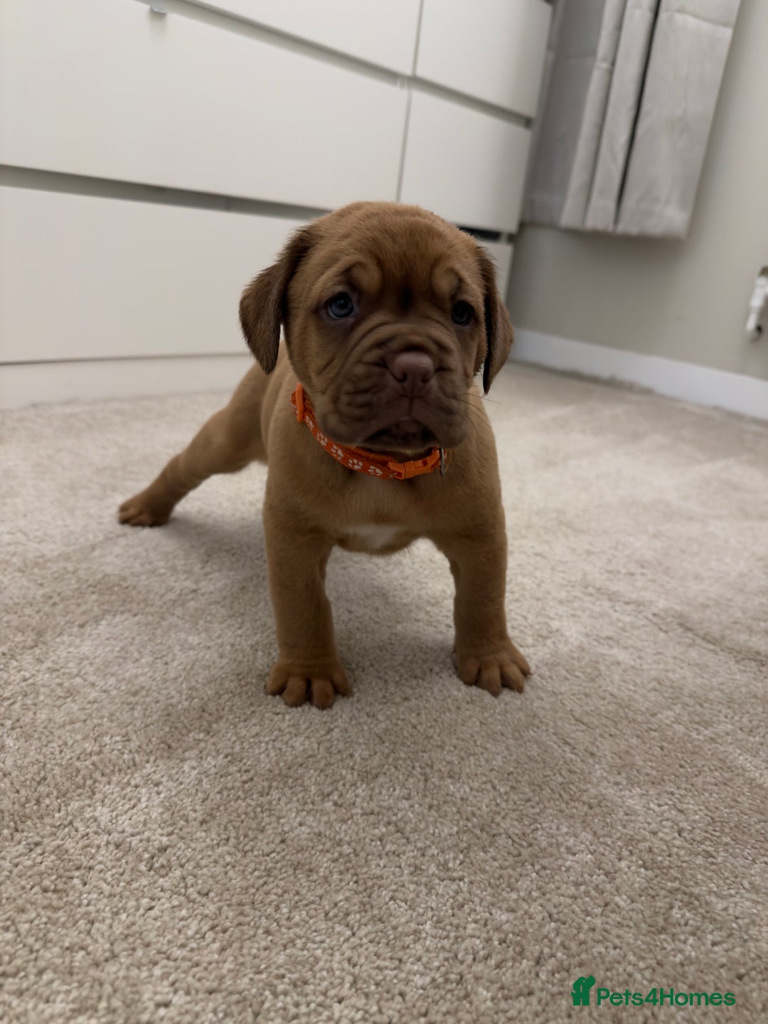 Dogue De Bordeaux dogs for sale: Beautiful Dogue De Bordeaux Puppies - Advert 1