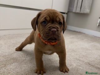 Dogue De Bordeaux dogs Beautiful Dogue De Bordeaux Puppies - Advert 1