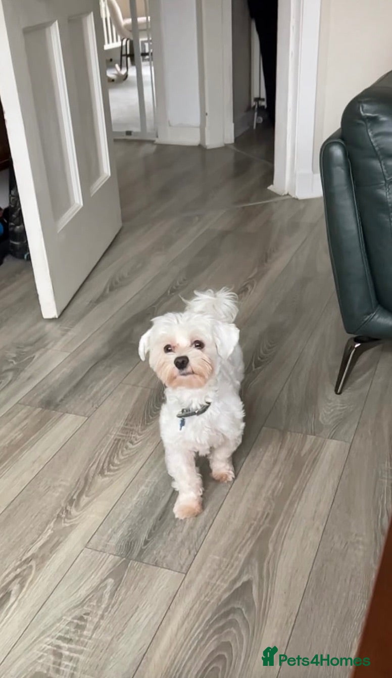 Maltese dogs Dog for stud - Advert 2