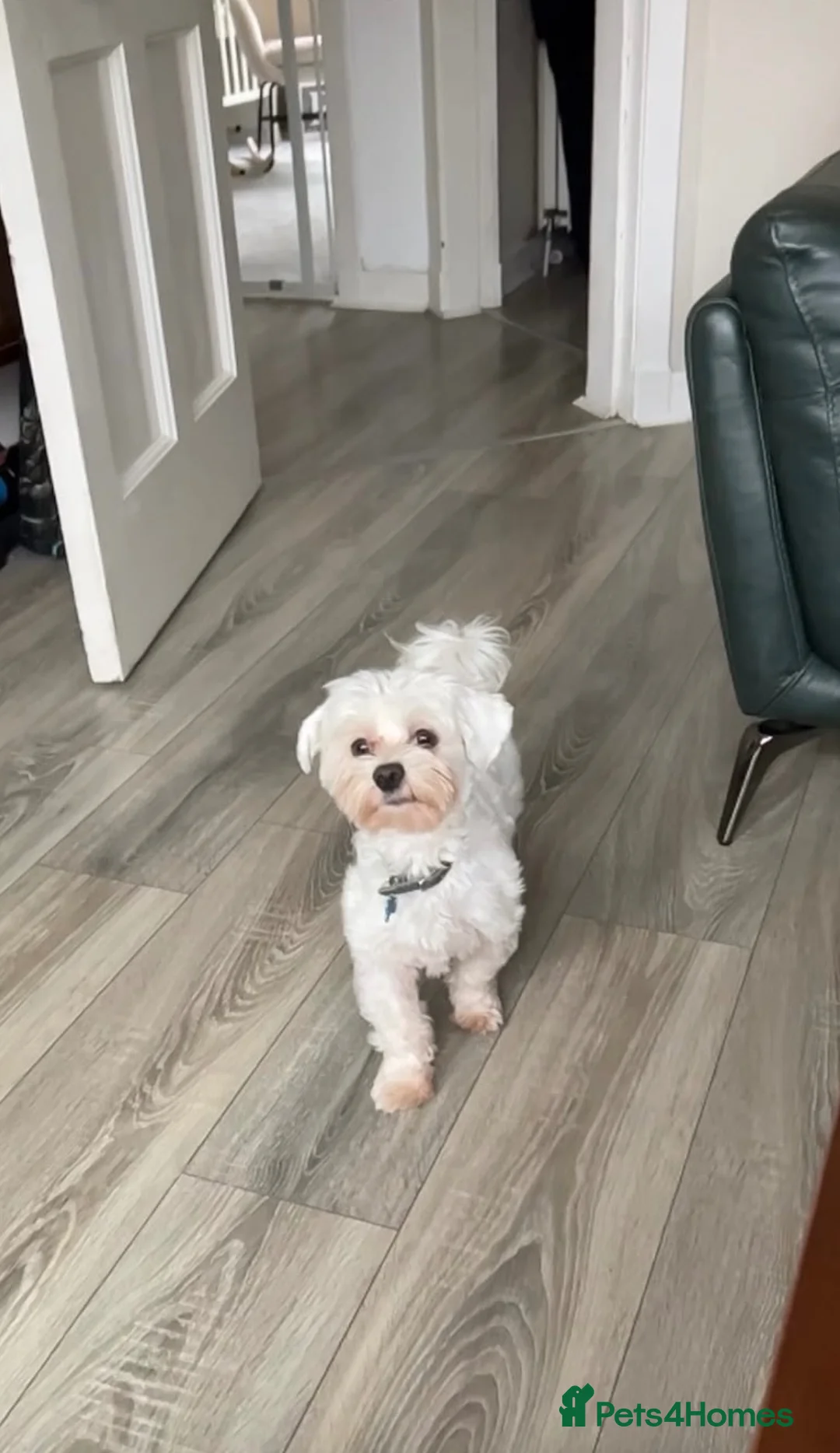 Maltese dogs for stud: Dog for stud in Glasgow - Advert 1