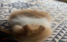 Lionhead rabbits for sale: Baby Lionhead Male Looking For New Home - Image 21