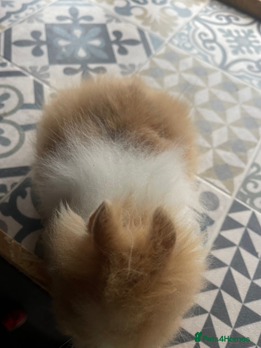 Lionhead rabbits for sale: Baby Lionhead Male Looking For New Home - Image 21