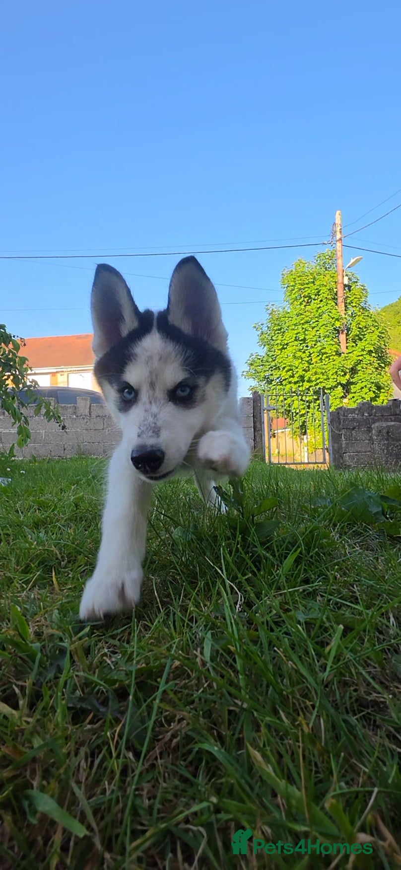 Siberian Husky dogs LAST TWO *READY NOW REDUCED* adorable Husky puppys - Advert 8