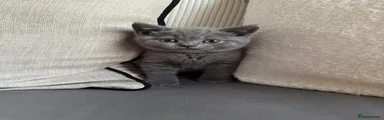 British Shorthair Kitten 1