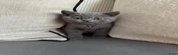 British Shorthair cats for sale: ❤️British Shorthair kittens❤️ - Advert 6