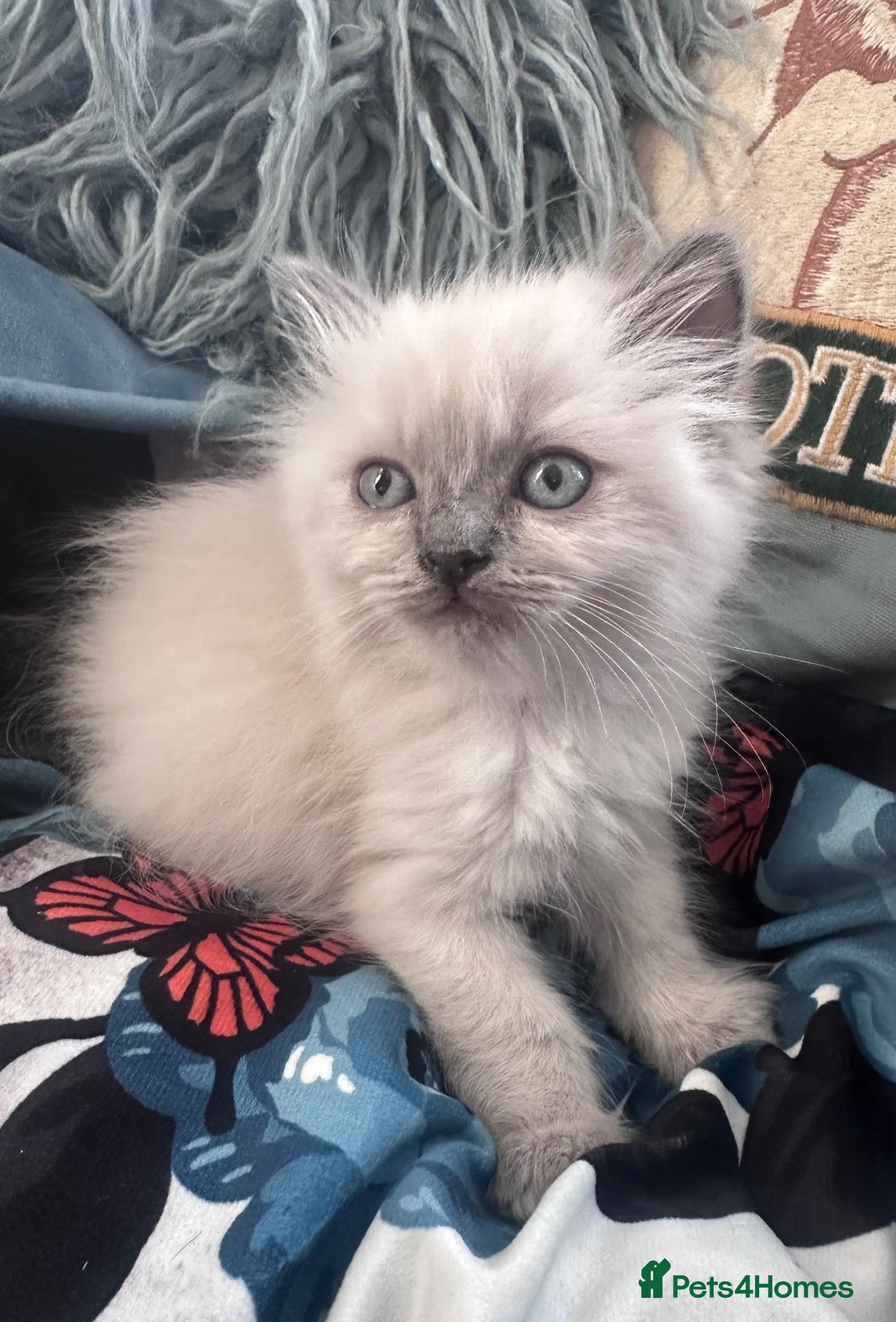 Ragdoll cats Pure Ragdoll kittens adorable and very fluffy  - Advert 2