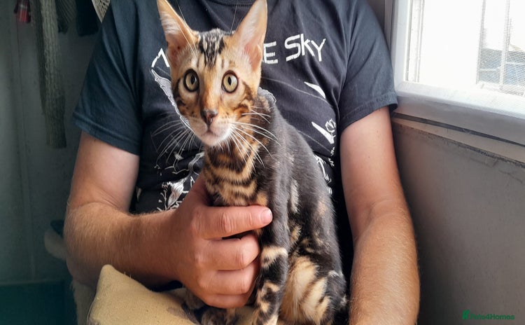 Bengal cats - Advert 13