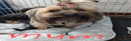 Chorkie dogs for sale: Two amazing Yorkie boys - Advert 22