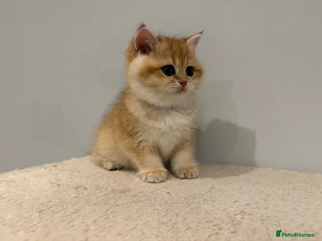 British Shorthair cats for sale: Pure Pedigree BSH Kittens GCCF Rare Golden /Silver - Advert 9