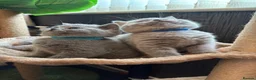 British Shorthair cats for sale: British shorthaired male kittens  in Wolverhampton - Advert 7