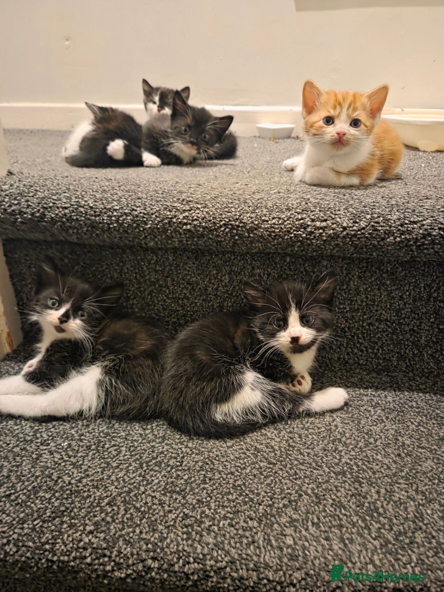 Mixed Breed cats 6 kittens ready to go to their forever home - Advert 1