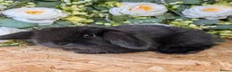 Mini Lop rabbits for sale: ❤️mini lop babies ❤️  - Advert 22
