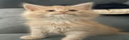 Maine Coon cats for sale: Beautiful red cream male purebred Maine coon boy - Advert 6