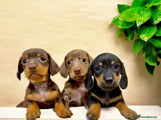 Miniature Dachshund dogs 🩷✨Available mini PRA clear pups !✨🩷 - Advert 15