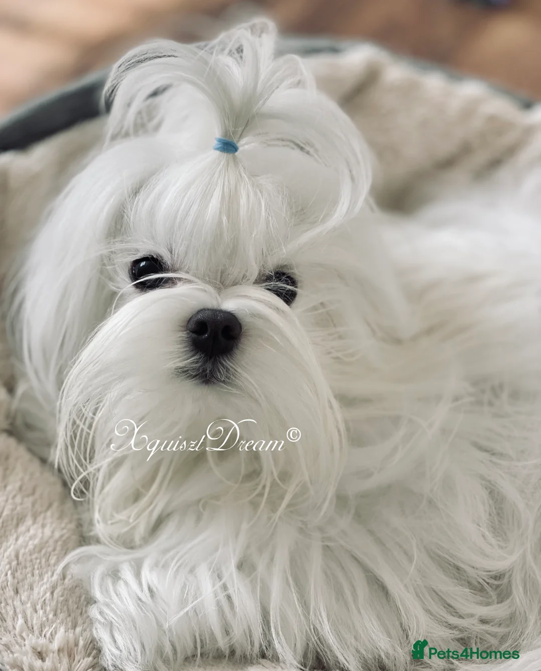 Maltese dogs for stud: OCTAVIUS Korean Maltese KC Registered Proven Stud in Halesowen - Advert 21