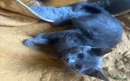 British Shorthair cats for sale: 1 shorthair kitten - Image 3