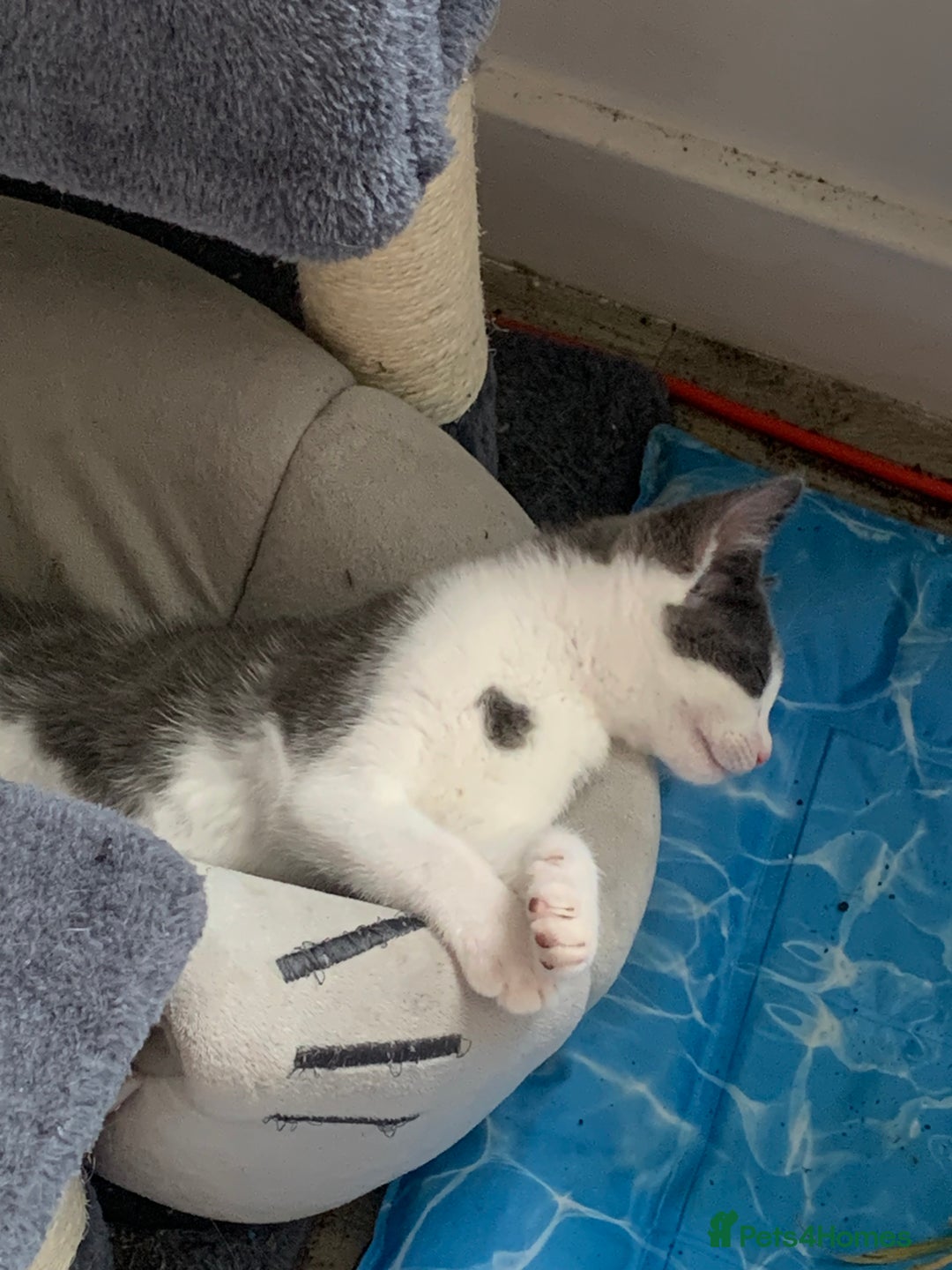 Domestic Shorthair cats for sale: Beautiful kittens ready to go 🐈‍⬛ - Image 17