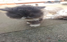 Persian cats for sale: Pure long hair Persian boys and girls  - Image 5
