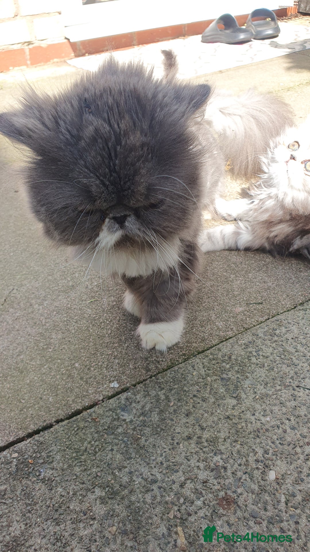 Persian cats for sale: Pure long hair Persian boys and girls  - Image 5
