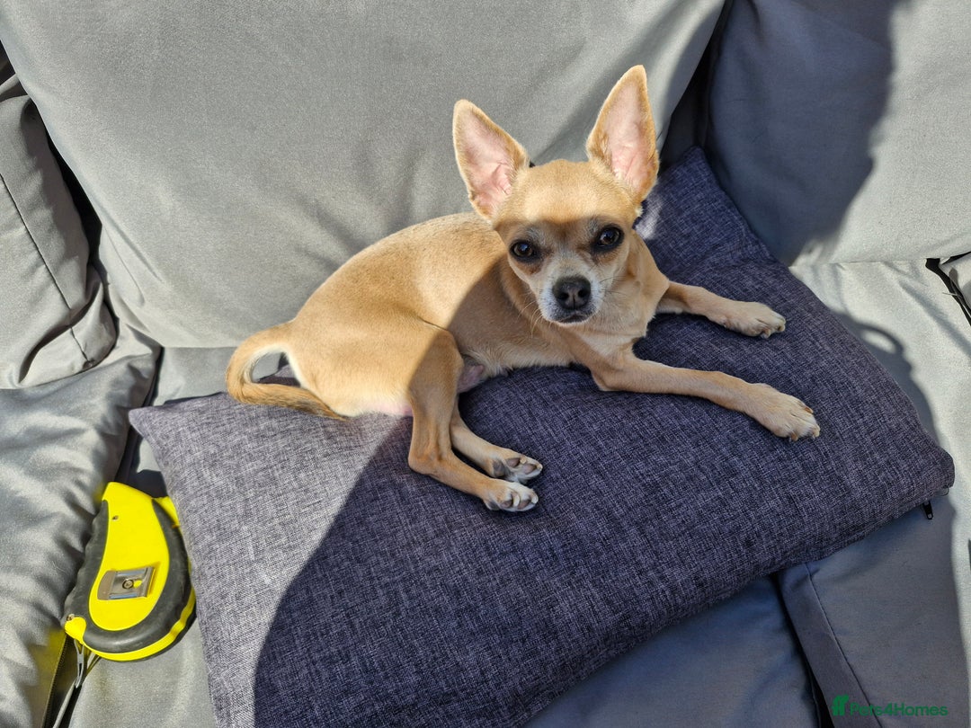 Chihuahua dogs for sale: Girl chihuahua puppie - Image 7