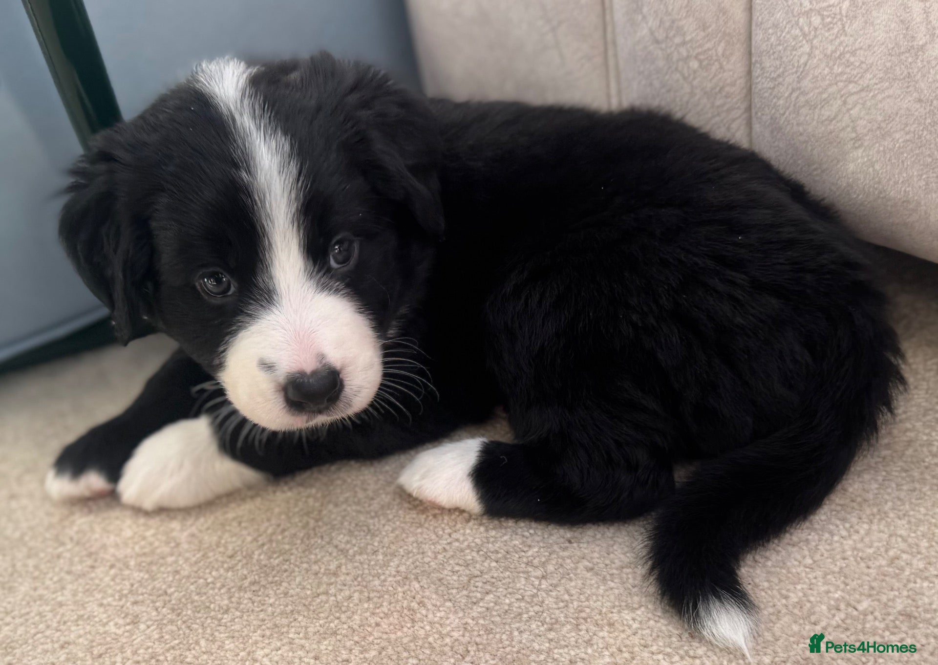 Mixed Breed dogs Outstanding Bordernese puppies ready this weekend - Advert 3