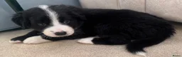 Mixed Breed dogs for sale: Outstanding Bordernese puppies ready this weekend - Advert 1
