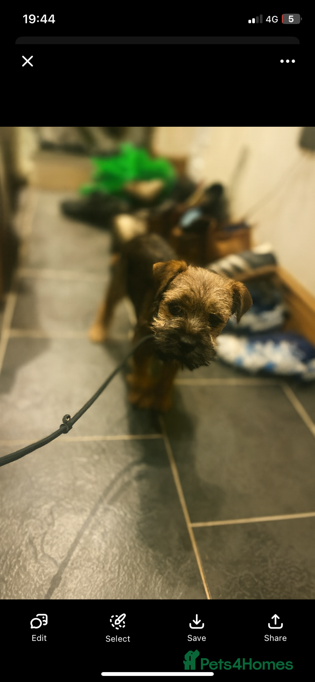 Border Terrier dogs for sale: Border Terrier Boy Puppy  - Advert 1