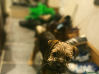 Border Terrier dogs Border Terrier Boy Puppy - Advert 4