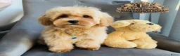 Maltipoo dogs for sale: 👑 Last Exquisite Esponjoso Royal maltipoo Boy 👑 - Advert 1