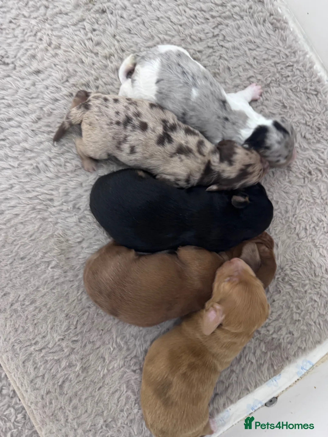 Dachshund dogs for sale: Long hair dachshunds  - Advert 13