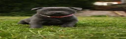 Staffordshire Bull Terrier dogs for sale: Blue KC Registered staffordshire bull terriers  - Advert 16