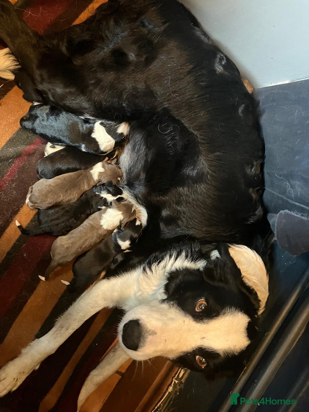 Border Collie dogs for sale: Beautiful Border Collie Puppies - Image 2