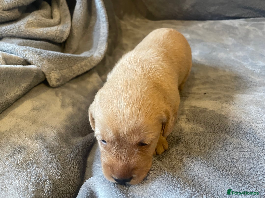 Labradoodle dogs for sale: F1b labradoodle puppies - Advert 20