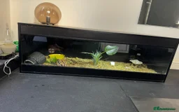 Tortoise reptiles for sale: 🐢 Male Tortoise (5–6yrs) + Full Setup Included 🐢 - Image 5