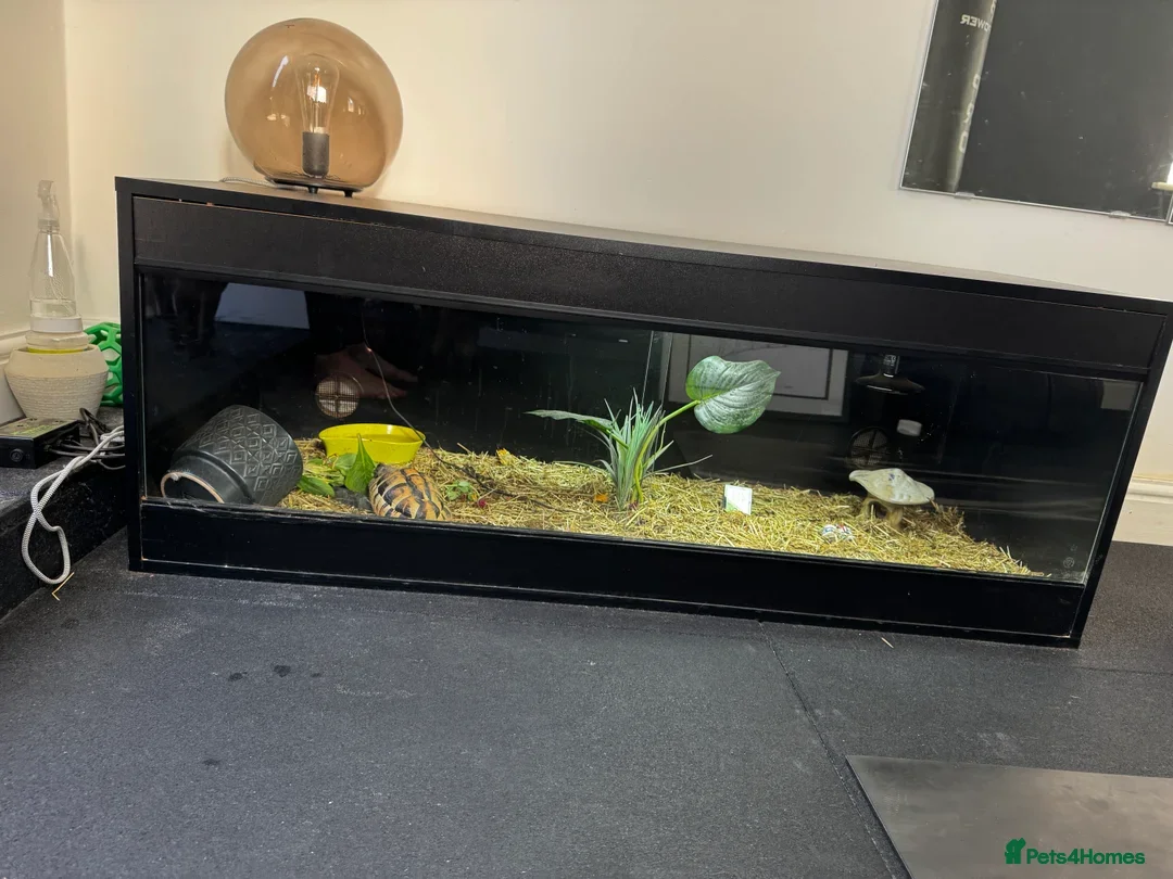 Tortoise reptiles for sale: 🐢 Male Tortoise (5–6yrs) + Full Setup Included 🐢 - Image 5