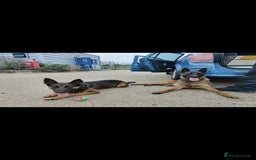 Belgian Shepherd Dog dogs for sale: 6 adorable Belgian malinois puppy's for sale  - Image 9