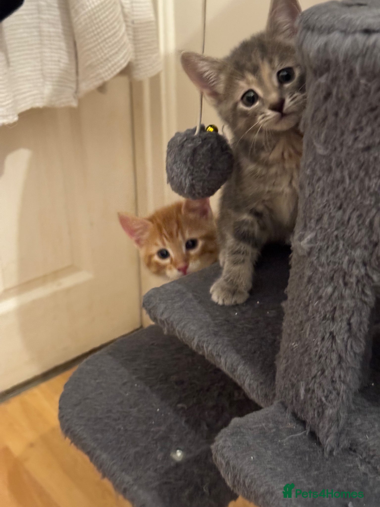 American Shorthair cats for sale: Ready To Leave Today please read full advert pleas - Advert 18