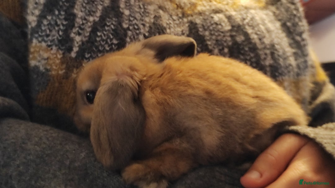 Mini Lop rabbits for sale: Mini lops  - Advert 5