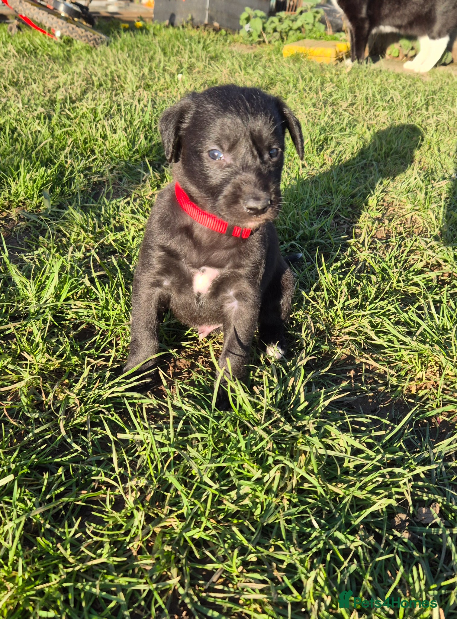 Mixed Breed dogs Beddywhippets  - Advert 2
