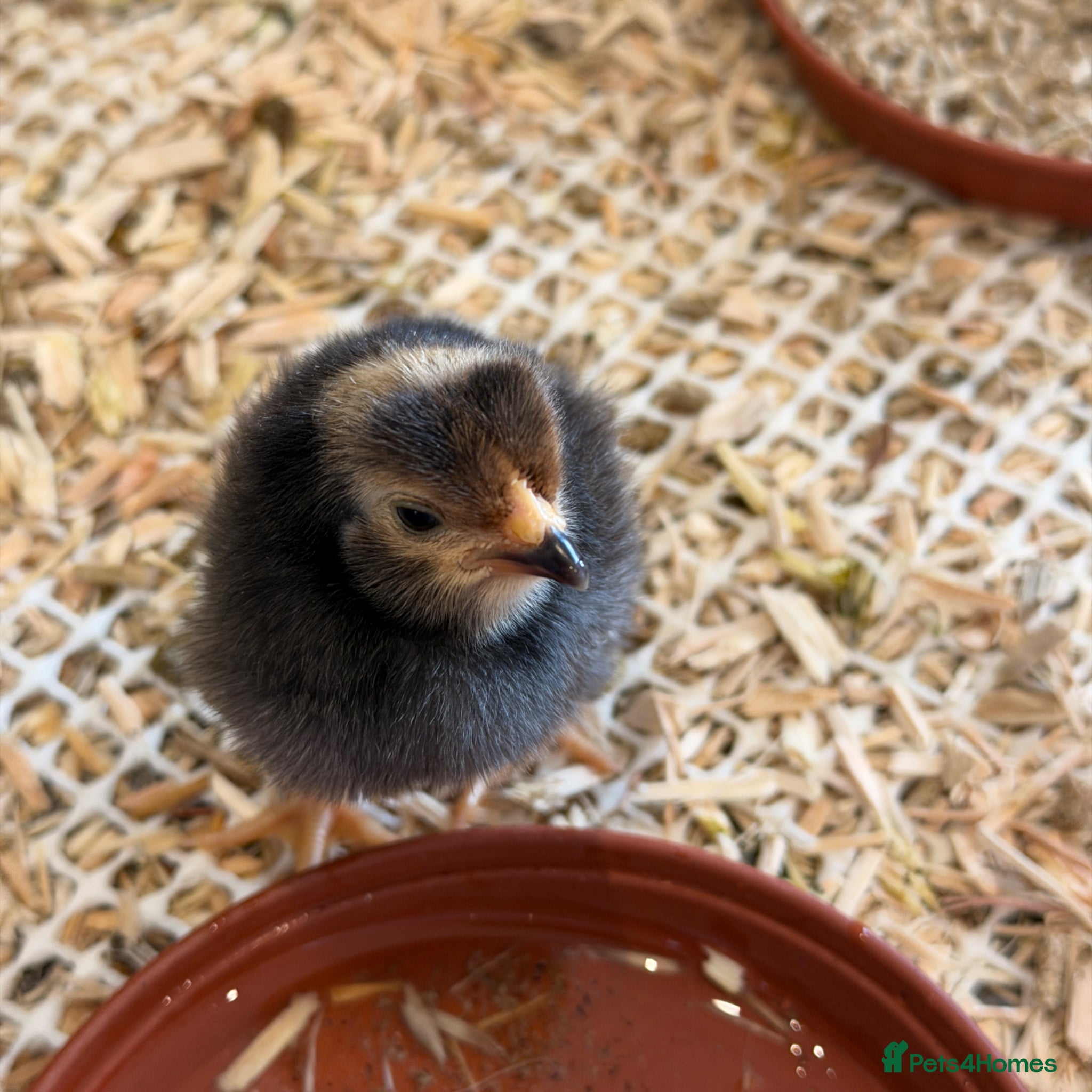 Chickens poultry Vorwerk chickens  - Advert 1