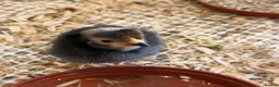 Chickens poultry for sale: Vorwerk chickens  - Advert 1