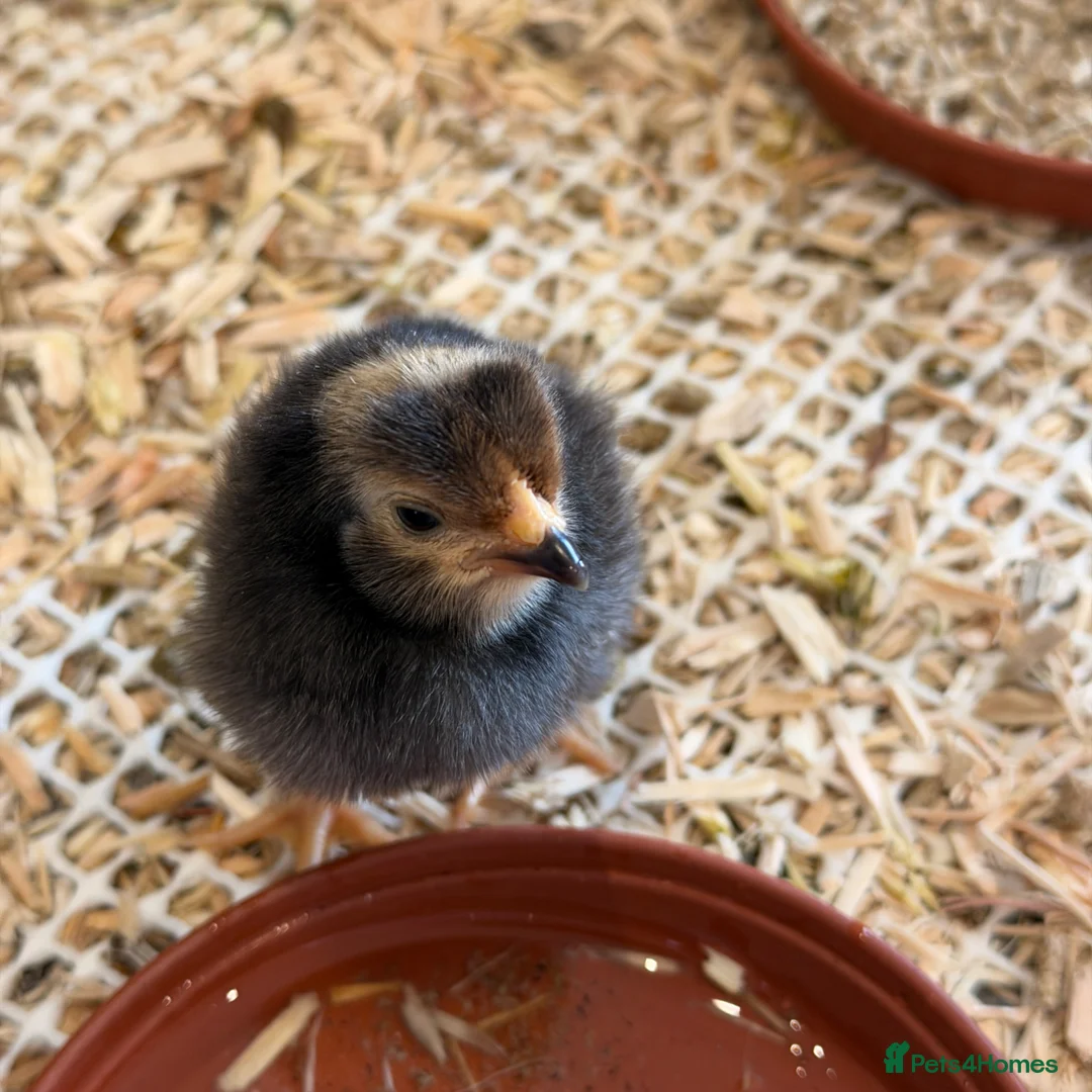 Chickens poultry for sale: Vorwerk chickens  - Advert 1