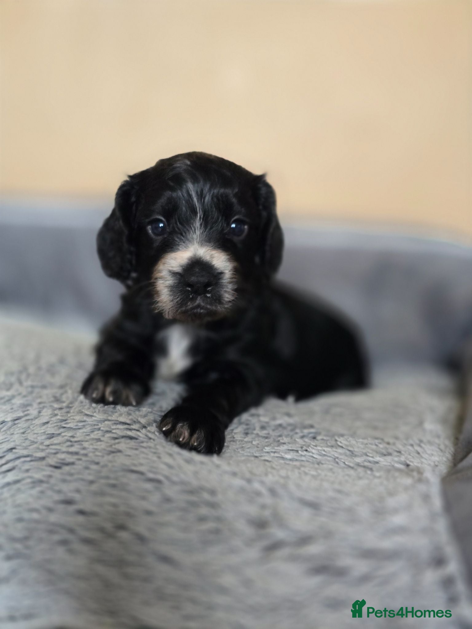 Cocker Spaniel dogs Cocker spaniel puppies 🐶  - Advert 14